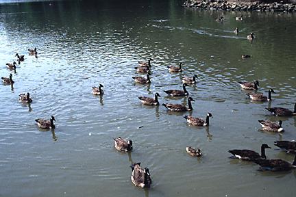Ducks at North Park