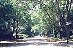 Tree-lined Street